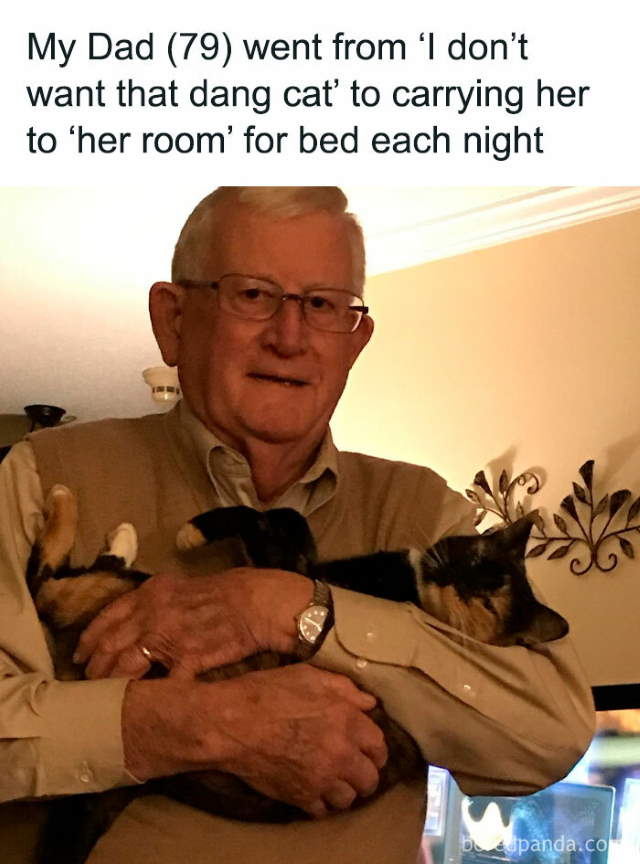 Shangrala's Sweet Cat Memes