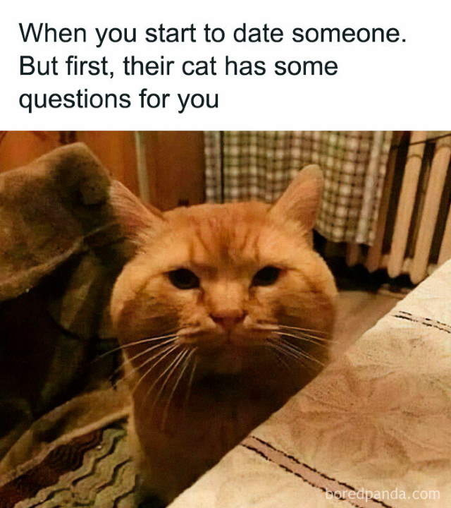 Shangrala's Sweet Cat Memes