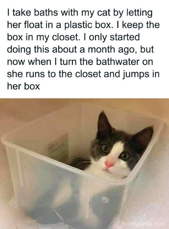 Shangrala's Sweet Cat Memes