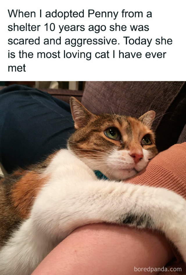 Shangrala's Sweet Cat Memes