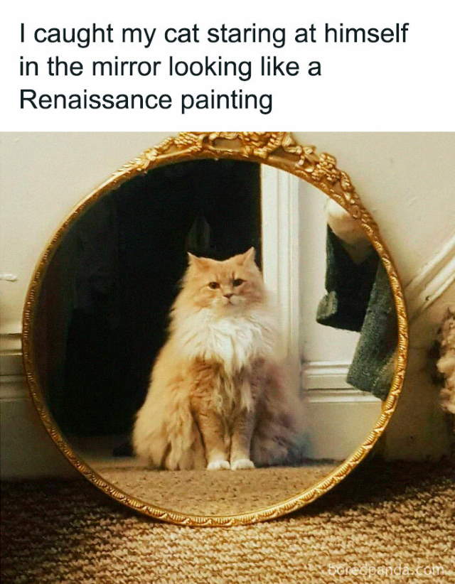 Shangrala's Sweet Cat Memes