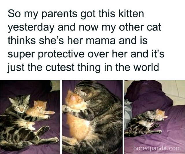 Shangrala's Sweet Cat Memes