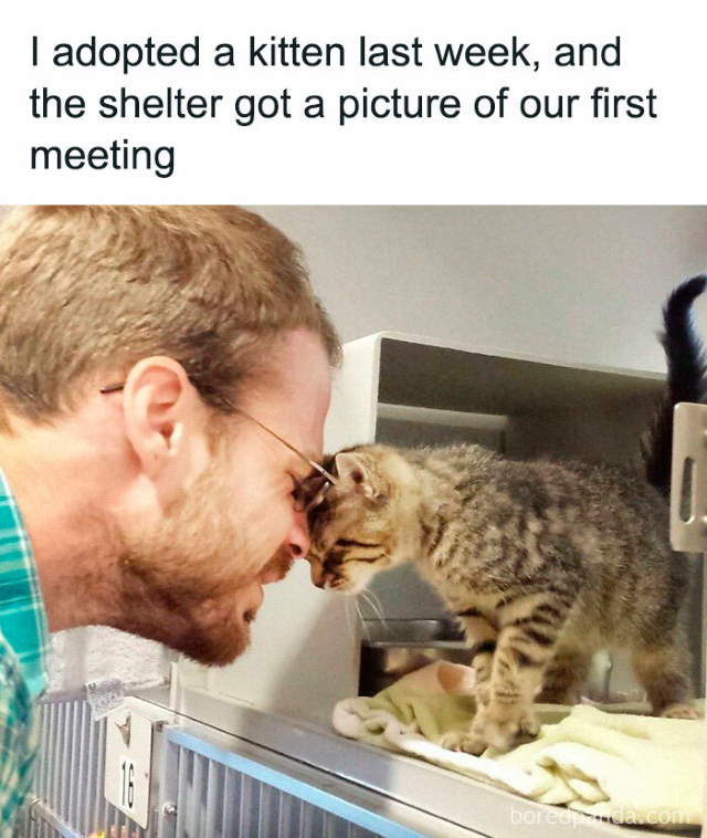 Shangrala's Sweet Cat Memes