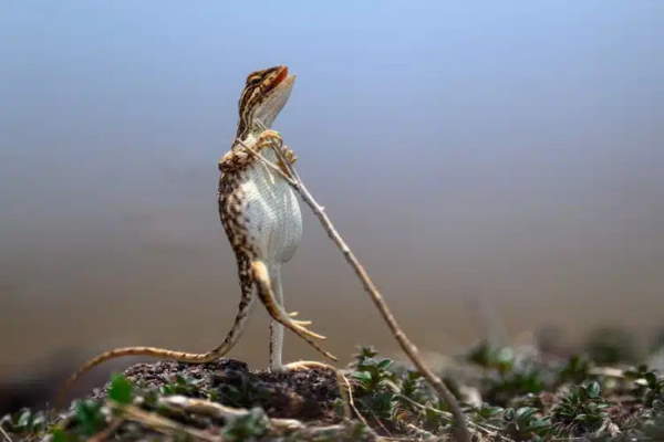 Shangrala's Comedy In Nature 6