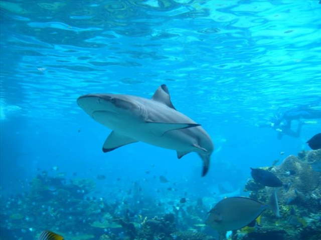 Shangrala's Most Deadly Critters