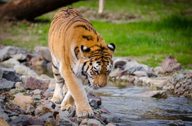 Shangrala's Most Deadly Critters