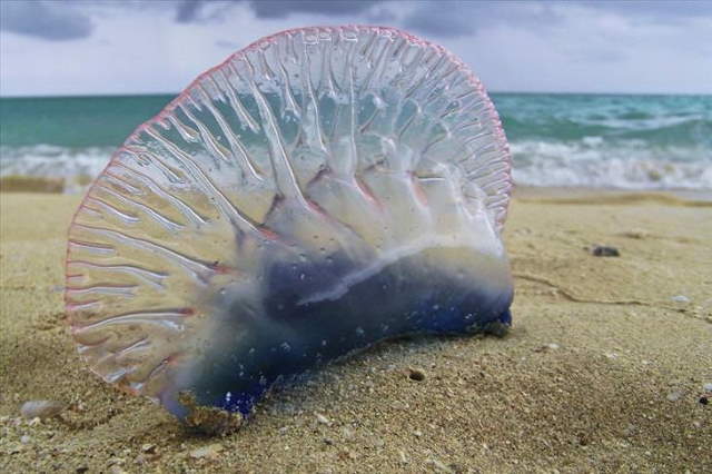 Shangrala's Most Deadly Critters