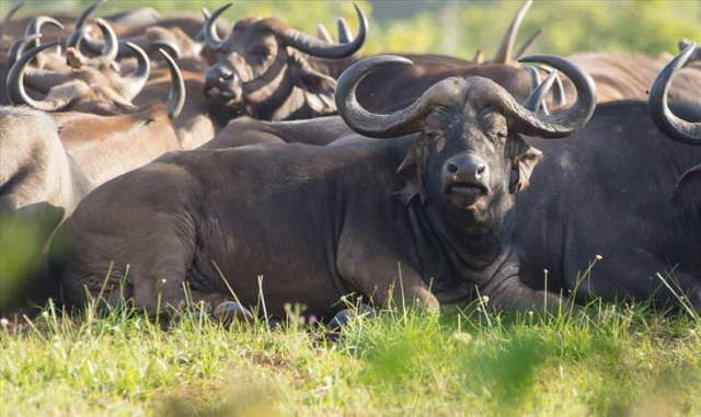 Shangrala's Most Deadly Critters