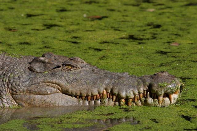 Shangrala's Most Deadly Critters
