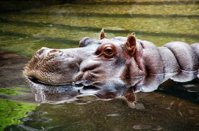 Shangrala's Most Deadly Critters