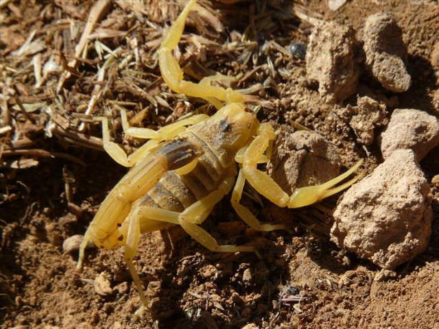 Shangrala's Most Deadly Critters