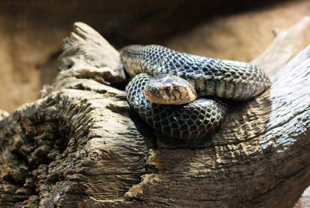 Shangrala's Most Deadly Critters