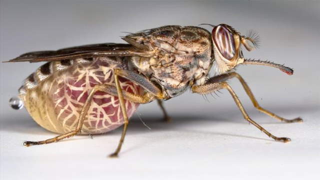 Shangrala's Most Deadly Critters