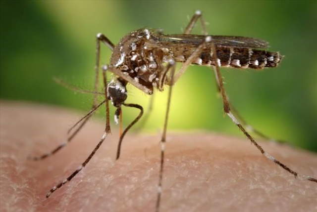 Shangrala's Most Deadly Critters