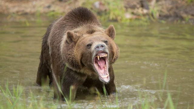 Shangrala's Most Deadly Critters