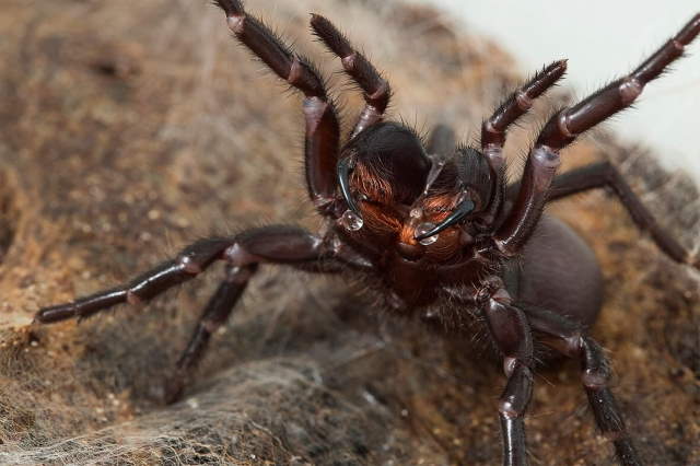 Shangrala's Most Deadly Critters