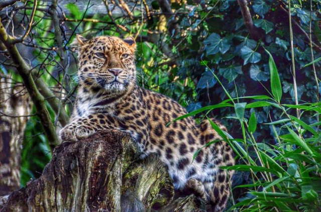 Shangrala's Most Deadly Critters