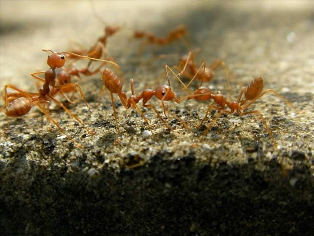 Shangrala's Most Deadly Critters