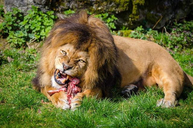 Shangrala's Most Deadly Critters