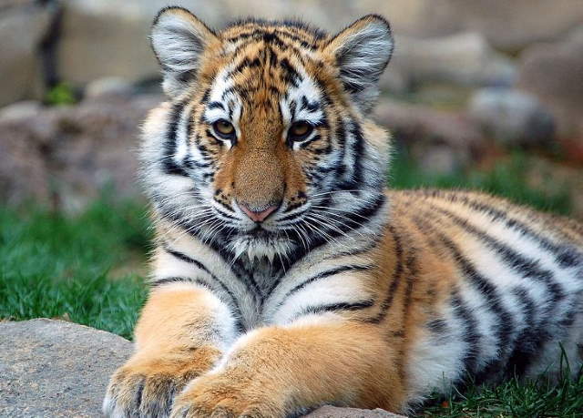 Shangrala's Adorable Cat Cubs