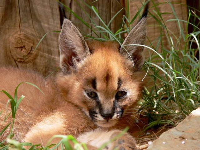 Shangrala's Adorable Cat Cubs