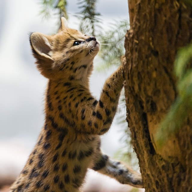 Shangrala's Adorable Cat Cubs