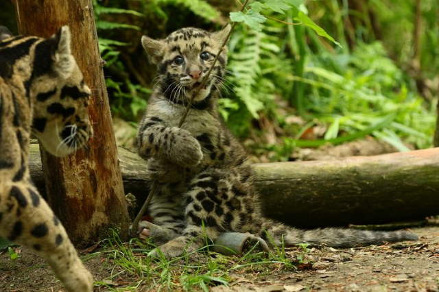Shangrala's Adorable Cat Cubs