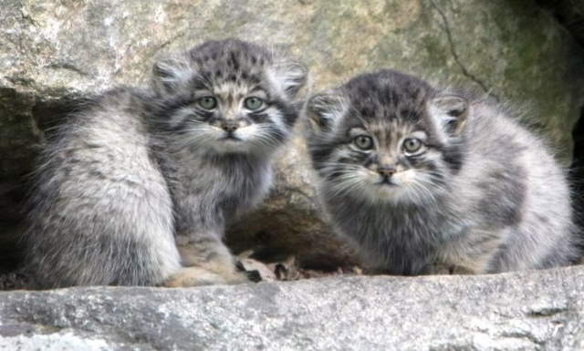 Shangrala's Adorable Cat Cubs
