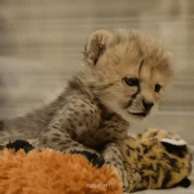 Shangrala's Adorable Cat Cubs