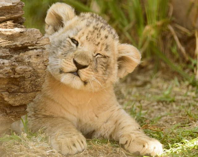 Shangrala's Adorable Cat Cubs