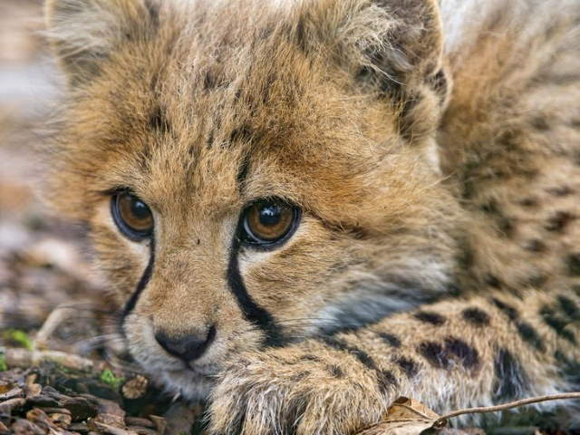 Shangrala's Adorable Cat Cubs