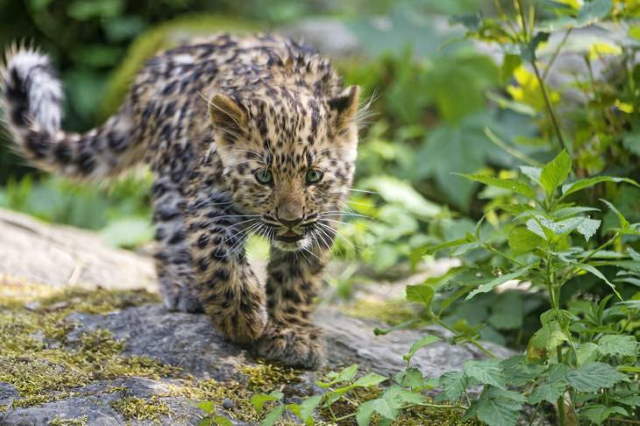 Shangrala's Adorable Cat Cubs