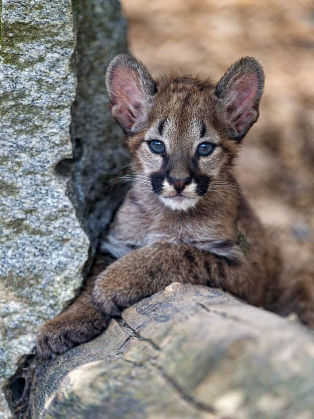 Shangrala's Adorable Cat Cubs