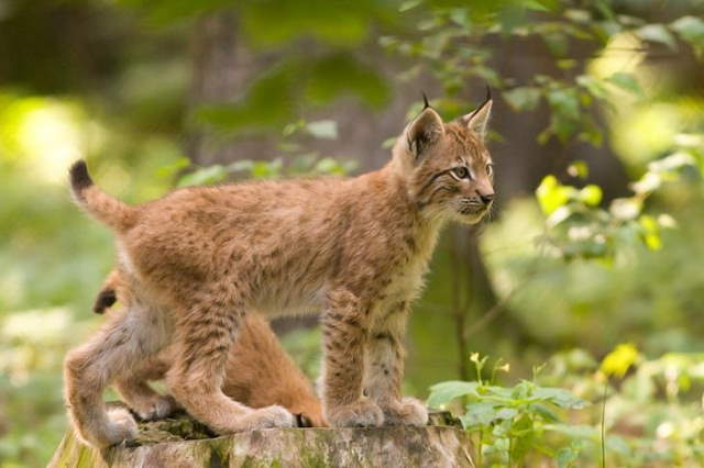 Shangrala's Adorable Cat Cubs