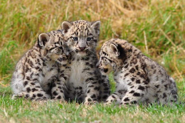 Shangrala's Adorable Cat Cubs