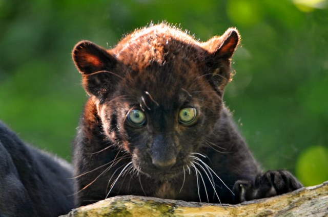 Shangrala's Adorable Cat Cubs