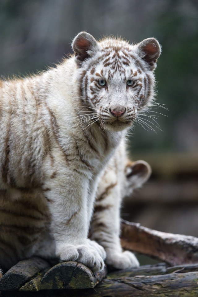 Shangrala's Adorable Cat Cubs