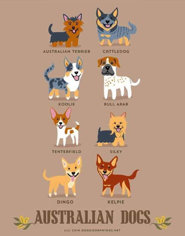 Shangrala's Where's Your Dog From