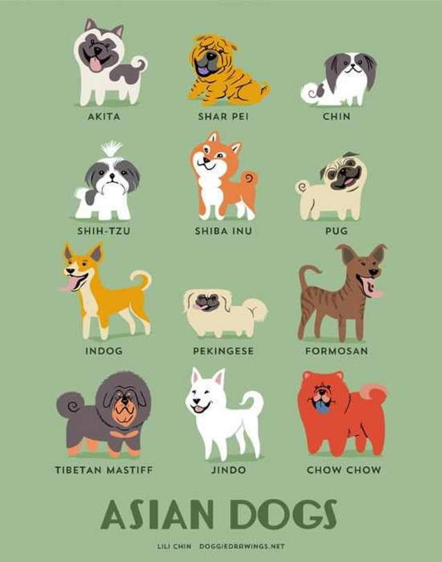 Shangrala's Where's Your Dog From