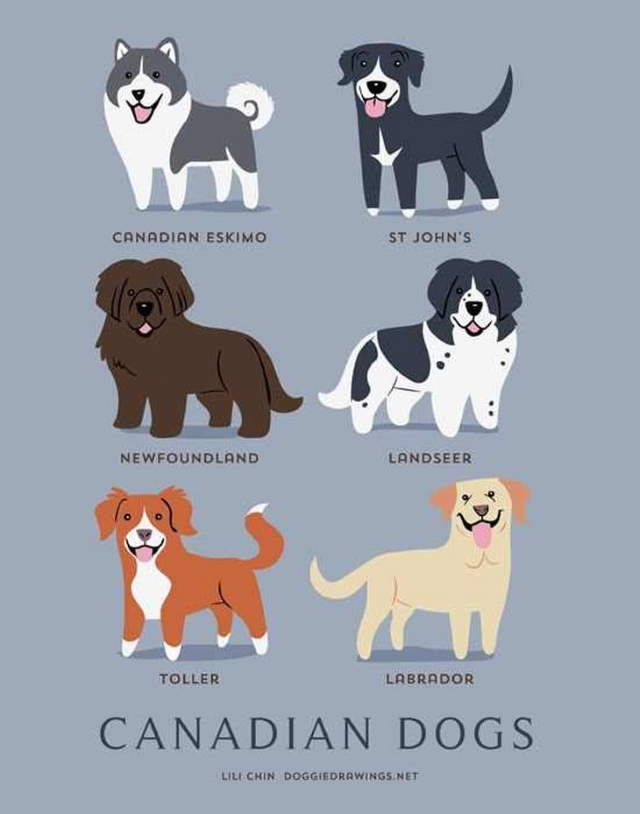 Shangrala's Where's Your Dog From