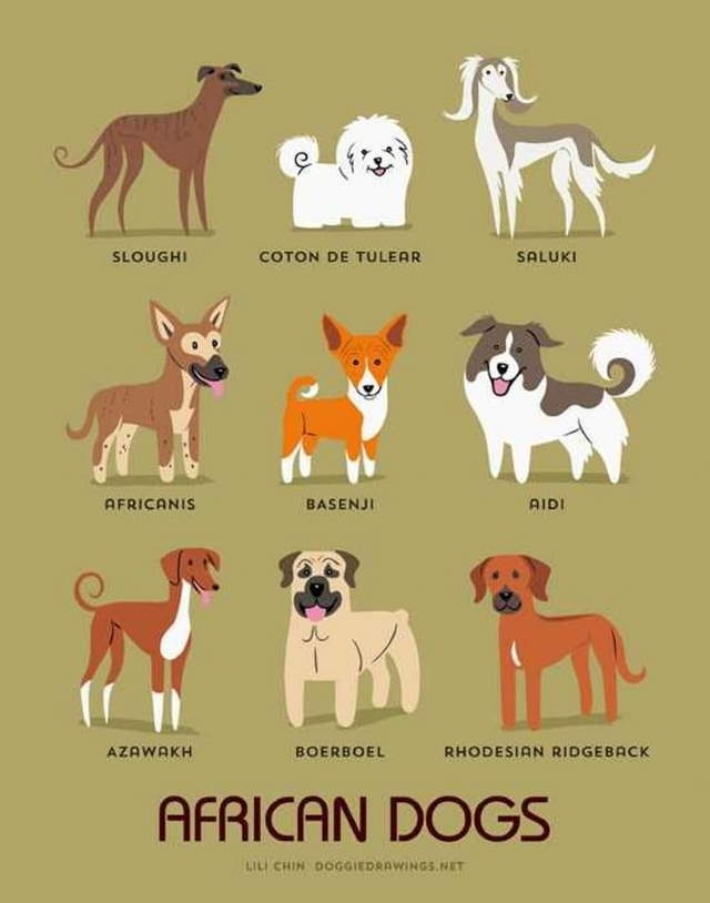 Shangrala's Where's Your Dog From