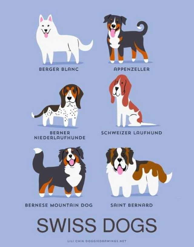 Shangrala's Where's Your Dog From