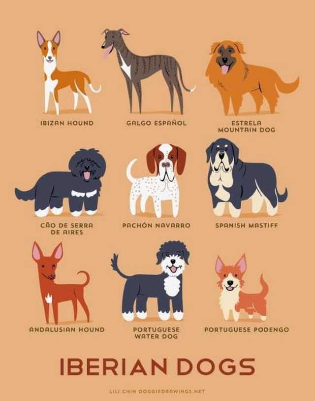 Shangrala's Where's Your Dog From