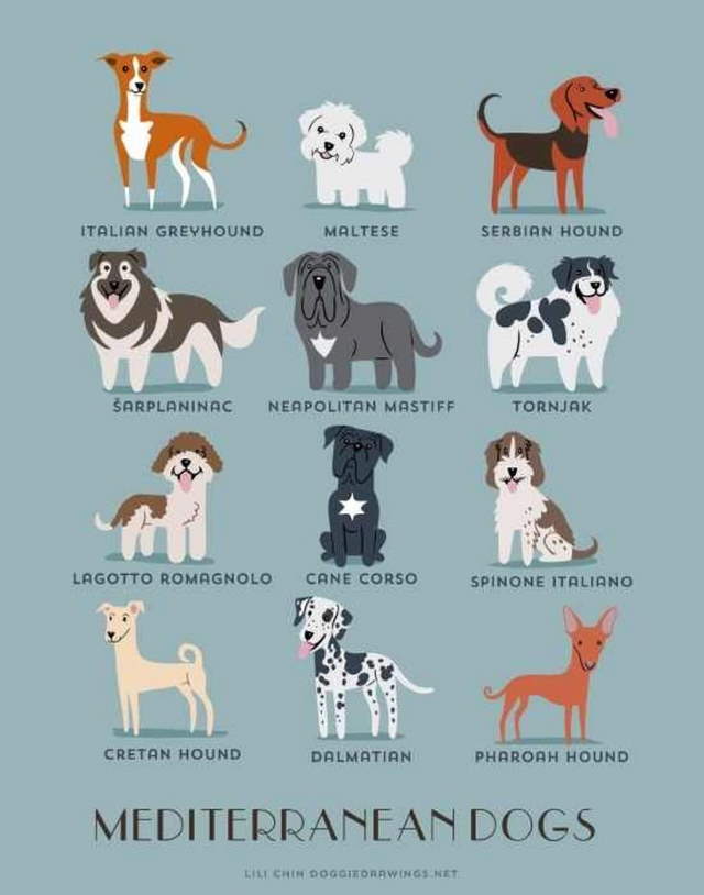 Shangrala's Where's Your Dog From