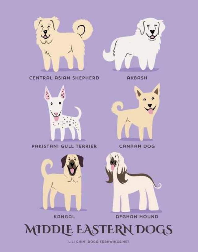 Shangrala's Where's Your Dog From