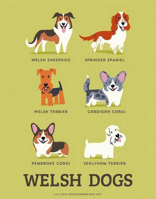 Shangrala's Where's Your Dog From