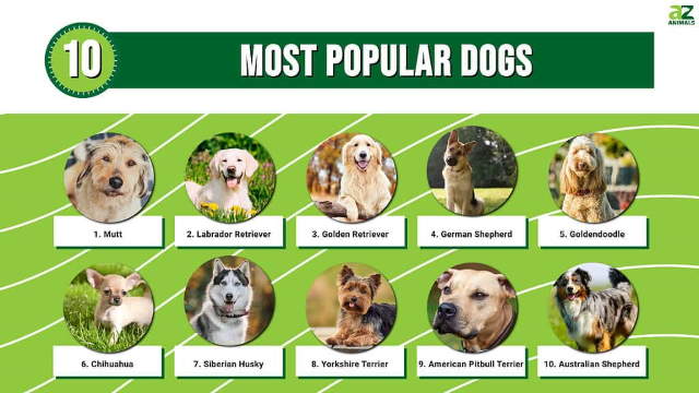Shangrala's Where's Your Dog From