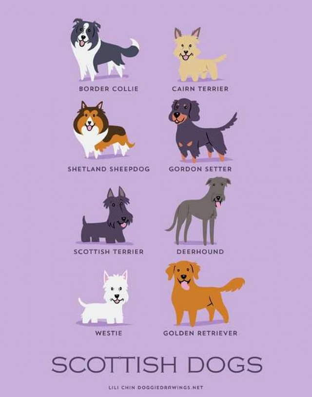 Shangrala's Where's Your Dog From