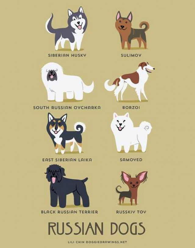 Shangrala's Where's Your Dog From