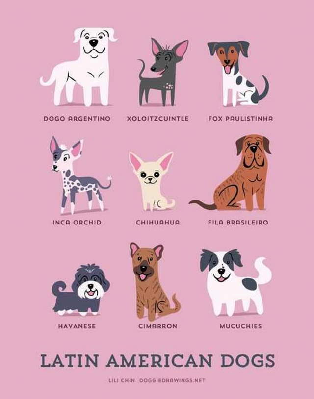 Shangrala's Where's Your Dog From